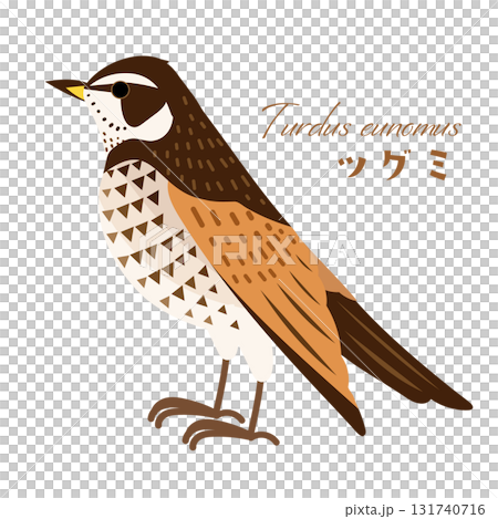 簡單可愛的畫眉鳥(野鳥/冬鳥)插圖素材 簡單可愛的畫眉鳥(野鳥/冬鳥)插圖素材 131740716