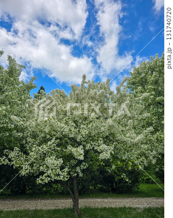 Spring Kaleidoscope Blooming Trees in Botanical Garden Spring Kaleidoscope Blooming Trees in Botanical Garden 131740720