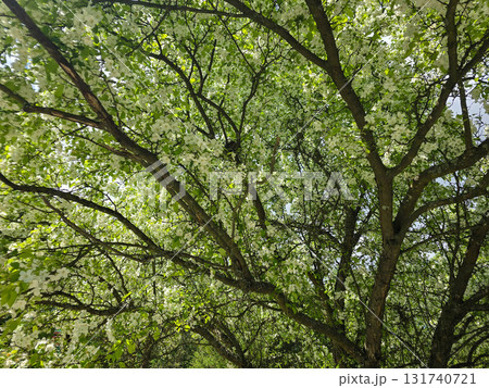 Spring Kaleidoscope Blooming Trees in Botanical Garden 131740721