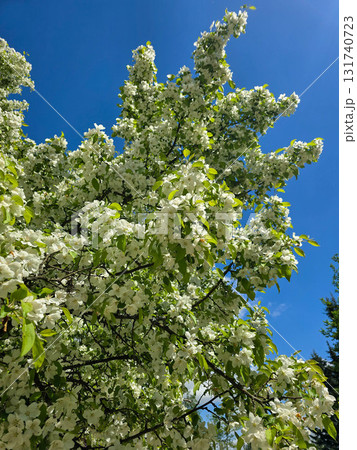 Spring Kaleidoscope Blooming Trees in Botanical Garden 131740723