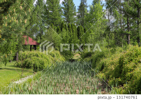 Woodland Tapestry Trees and Shrubs in Natural Forest Landscape 131740761