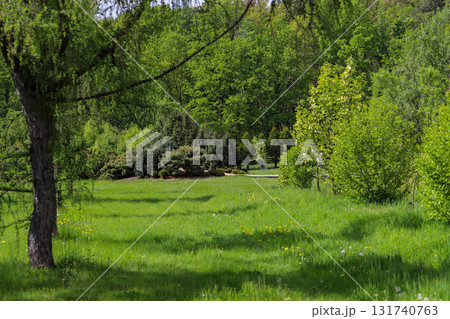 Woodland Tapestry Trees and Shrubs in Natural Forest Landscape Woodland Tapestry Trees and Shrubs in Natural Forest Landscape 131740763