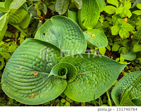 Garden Hosta Plant Elegant Beauty of Shade Garden 131740764