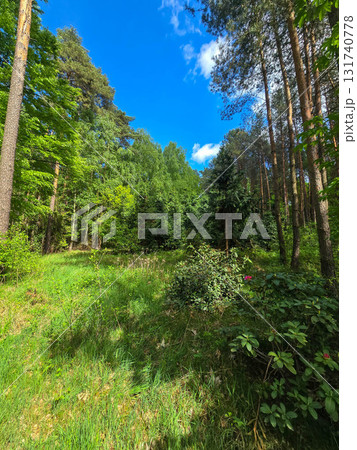 Emerald Bloom of Spring Forest Nature s Reawakening 131740778