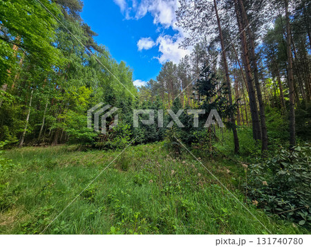 Emerald Bloom of Spring Forest Nature s Reawakening 131740780