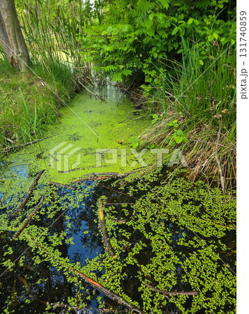 Enchanted Forest Swamp Mystical Wilderness Landscape 131740859