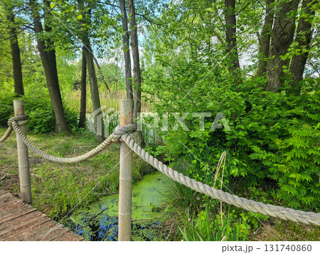 Enchanted Forest Swamp Mystical Wilderness Landscape 131740860