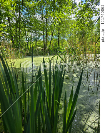 Enchanted Forest Swamp Mystical Wilderness Landscape Enchanted Forest Swamp Mystical Wilderness Landscape 131740863