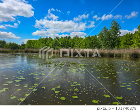 Sunlit Lake with Water Lilies Peaceful Nature Harmony 131740879