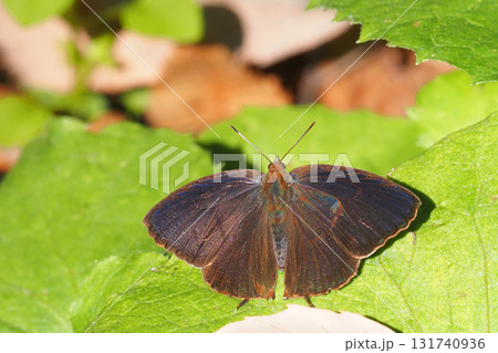 ムラサキツバメ（オス） 131740936