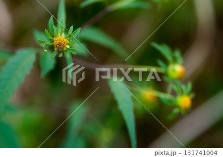 信濃川・やすらぎ堤の亜米利加栴檀草(アメリカセンダングサ)の花 131741004