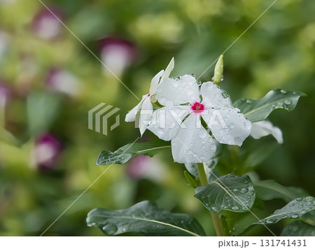 白い日日草の花 白い日日草の花 131741431