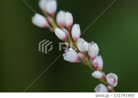 信濃川・やすらぎ堤の白花桜蓼(しろばなさくらたで) 131741900