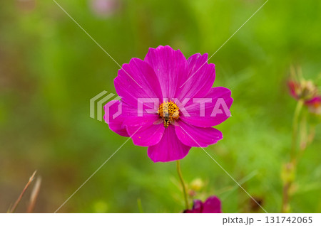 秋桜 131742065