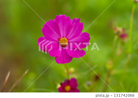 秋桜 131742066