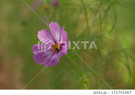 秋桜 131742067