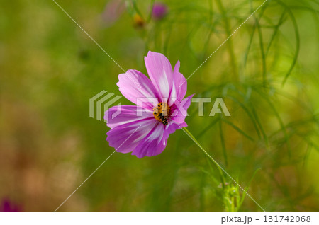 秋桜 131742068