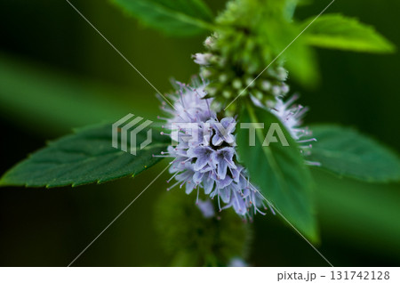 信濃川・やすらぎ堤の薄荷(はっか) 信濃川・やすらぎ堤の薄荷(はっか) 131742128
