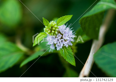 信濃川・やすらぎ堤の薄荷(はっか) 信濃川・やすらぎ堤の薄荷(はっか) 131742129