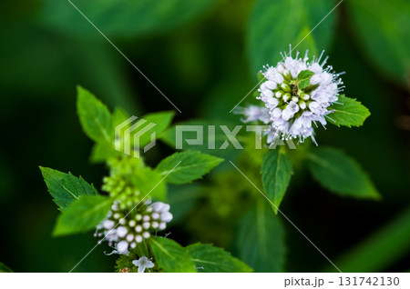 信濃川・やすらぎ堤の薄荷(はっか) 信濃川・やすらぎ堤の薄荷(はっか) 131742130