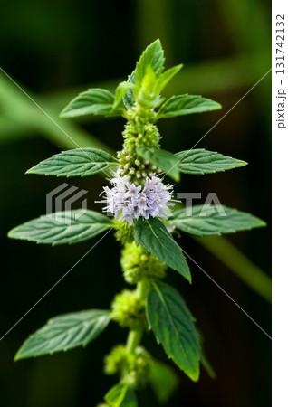 信濃川・やすらぎ堤の薄荷(はっか) 131742132