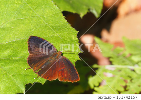 ムラサキツバメ(オス) ムラサキツバメ(オス) 131742157