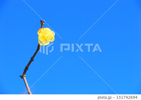 ロウバイの花一輪咲く ロウバイの花一輪咲く 131742694