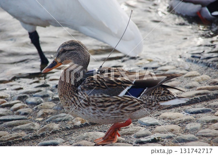 鳥類の生態研究のためGPSトラッカーを背負ったマガモの雌1 131742717