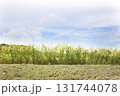 田舎の風景　稲作 131744078
