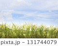 田舎の風景　稲作 131744079