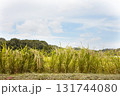 田舎の風景　稲作 131744080