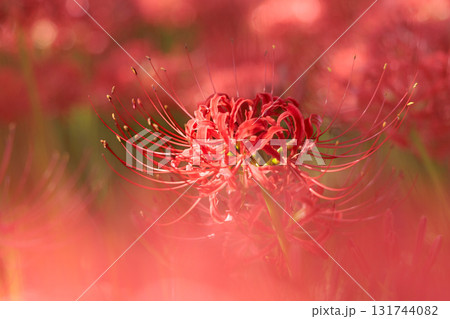 秋の気配を感じさせる色とりどりの彼岸花 131744082