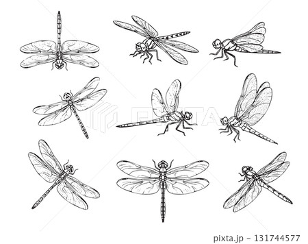 Highly detailed vector set of dragonflies in various flying and resting poses, in a delicate, vintage engraving style. 131744577