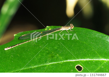 冬のホソミイトトンボ（メス）日向ぼっこ 131744667