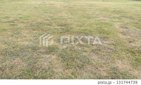 View of a large grassy field with some dry patches under daylight conditions 131744739