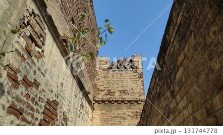 Banyan plant sprouting from ancient red brick wall symbol of heritage Banyan plant sprouting from ancient red brick wall symbol of heritage 131744778