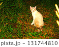 野良猫 131744810