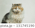 A Persian cat with a fluffy coat, sitting and looking at the camera 131745190