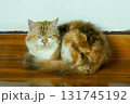 A contented cat relaxing on a wooden floor, looking calm and serene 131745192