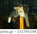 A charming feline with a curious gaze, relaxing in a sunlit space 131745198