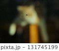 An insect crawling on glass with a blurred cat in background 131745199