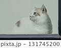 A cat relaxing inside. It has a clean coat and captivating eyes 131745200