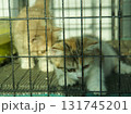 Two adorable kittens peeking through a cage, a poignant glimpse of their vulnerability 131745201