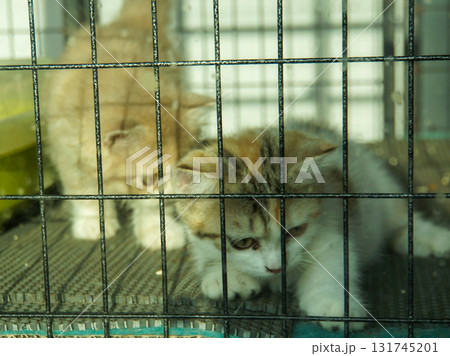 Two adorable kittens peeking through a cage, a poignant glimpse of their vulnerability Two adorable kittens peeking through a cage, a poignant glimpse of their vulnerability 131745201