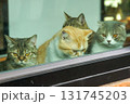 Four curious cats peering through a window, displaying their unique expressions. The cats come in different colors and breeds, creating a captivating display. 131745203