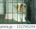 Cute kitten in a cage, looking down with a pink bowl 131745204
