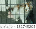 A cute kitten in a cage, looking down with a pink bowl 131745205