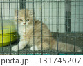 A Cute Kitten inside a Cage 131745207