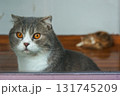 A curious cat peering through a window, another cat is laying at the background 131745209