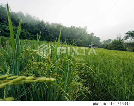 Green rice plants and rice ears in the field in the morning Green rice plants and rice ears in the field in the morning 131745349
